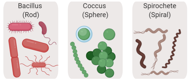 bacteria shapes and function