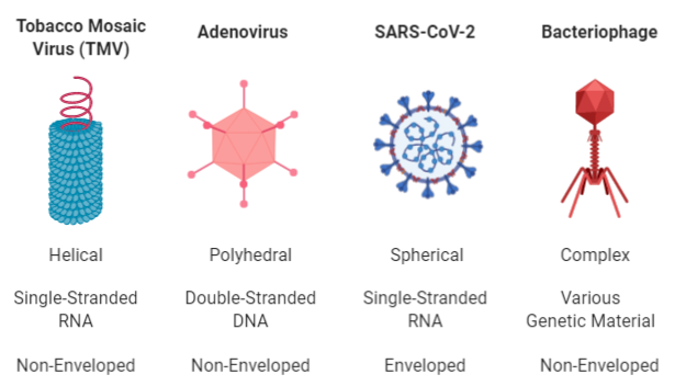 Comparison of four different viruses, based on shape, genetic material, and outer coating.