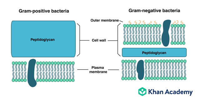 Comparison of Gram-positive bacteria to Gram-negative bacteria.