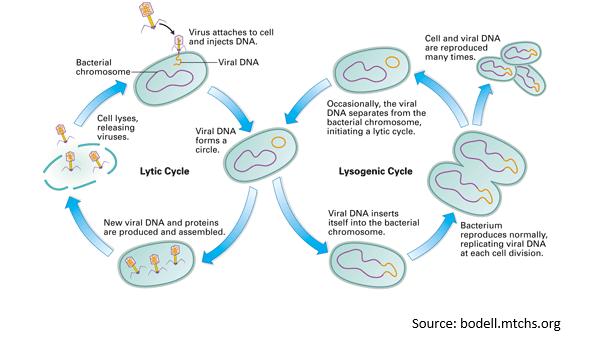 Lytic Vs. Lysogenic Cycles of Bacteriophage